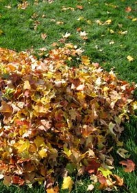 automne